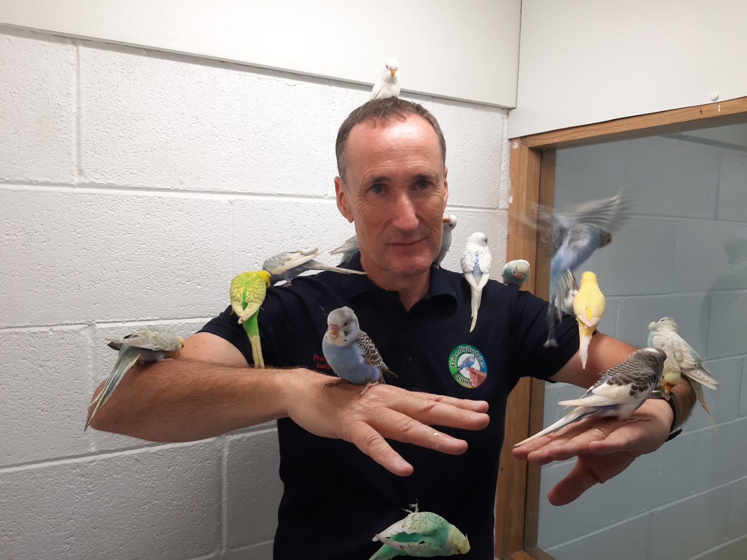 Trained Budgies For Sale | Probably the friendliest budgies in the world!