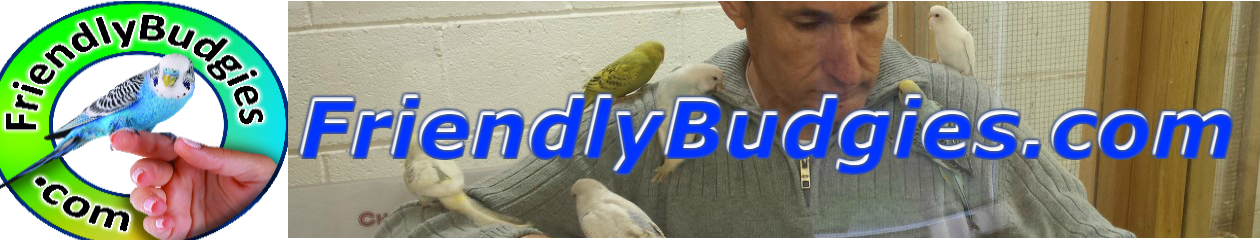 Probably the friendliest budgies in the world!